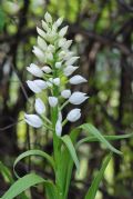 Cephalanthera longifolia